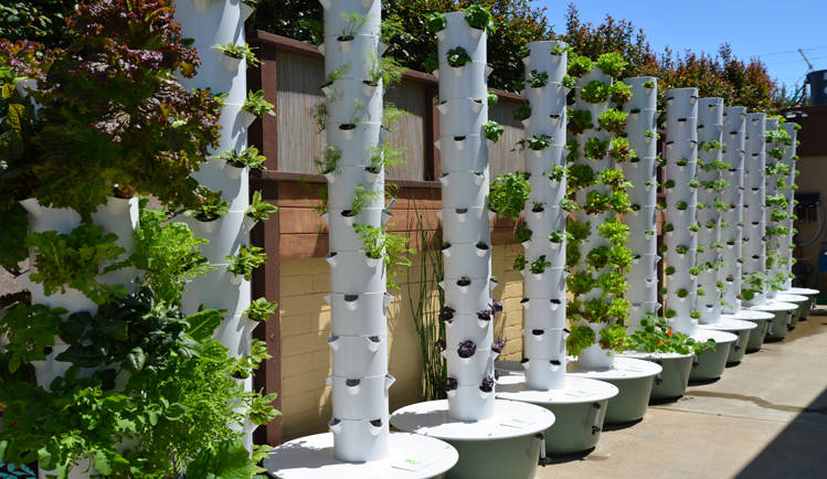 Ilustrasi hidroponik vertikultur. (Sumber: Pak Tani Digital)